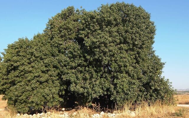 İsrail Gargat Ağacı Nedir?
